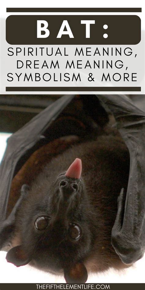 Unveiling the Symbolism: Delving into Symbolic Meanings of Bat Feces in Dreams