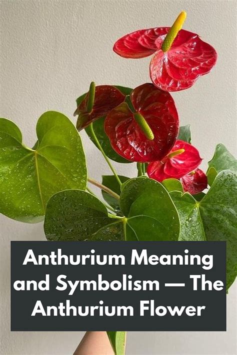 Unveiling the Symbolism: Delving into the Emotional Significance