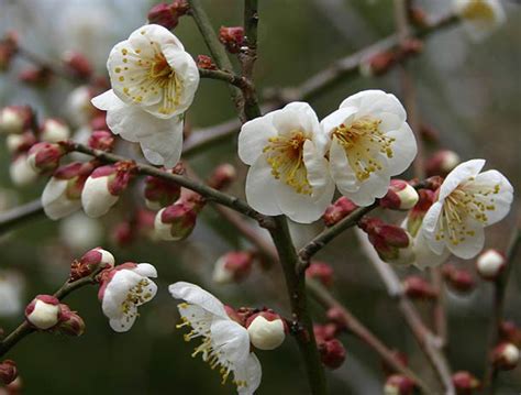 Unveiling the Symbolism and Cultural Significance of Prunus trees