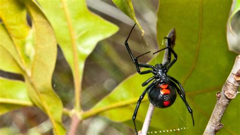 Unveiling the Symbolism in the Vision of a Spider Consuming a Fly