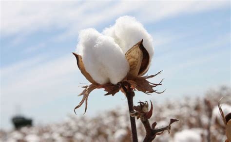 Unveiling the Symbolism of Cotton in the Realm of Dream Imagery