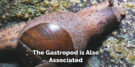 Unveiling the Symbolism of Gastropod Trails