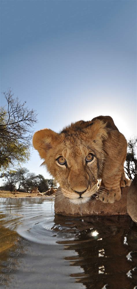 Unveiling the Unmatched Beauty of African Wildlife