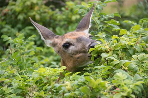 Unveiling the Veiled Messages of Deer Munching on Vegetation in Gardens