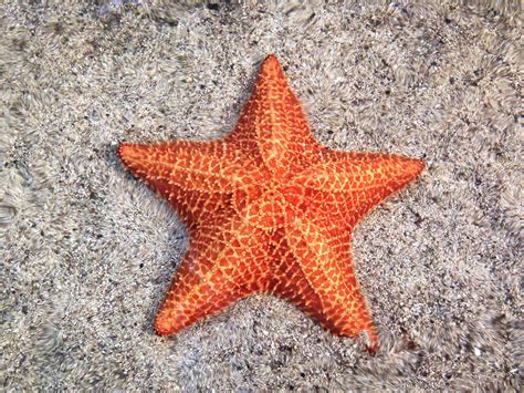 Unveiling the Veiled Significance of Obscure Jet Starfish Notions