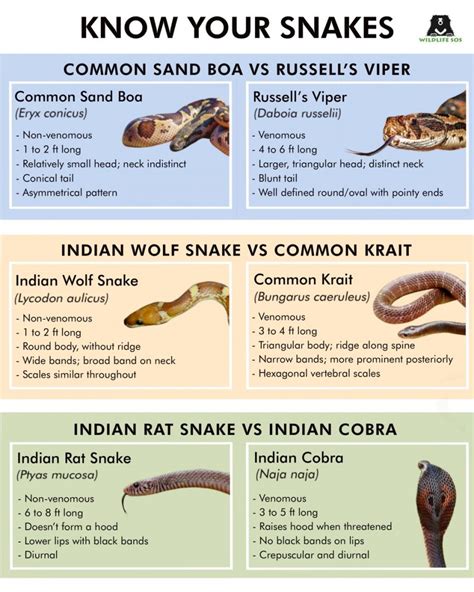 Unveiling the Venomous Predator's Characteristics and Habitat