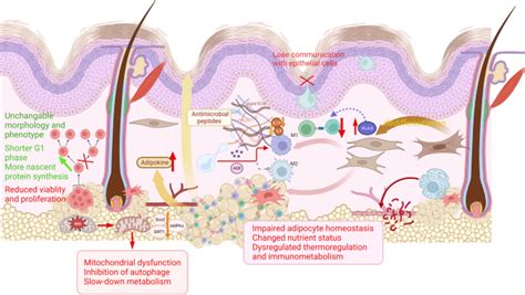 Unveiling the factors behind dreams related to deteriorating skin