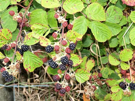 Unveiling the tenacity and vigor embodied by the blackberry tree