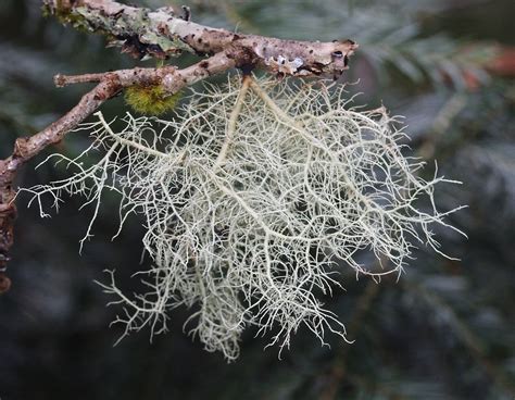 Usnea Lichen's Height and Growth