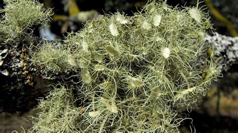 Usnea Lichen's Impact on Ecosystems