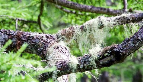 Usnea Lichen's Valuable Contribution to Nature