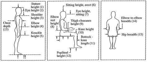 Vertical Measurement: What is the Stature of Jess Legs?