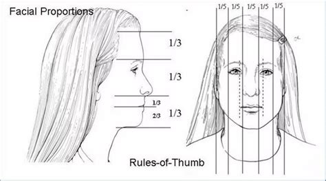 Vertical Measurement of Beauty