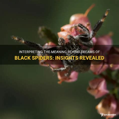 Visions of Prosperity: Insights into the Significance of Ebony Arachnids