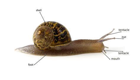 Vulnerability and Defense Mechanisms: An Insight into the Experience of Snails Moving on the Human Body