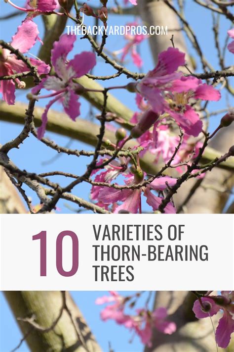 Wanderlust Delights: Top Destinations to Witness the Enchanting Beauty of Thorn Trees