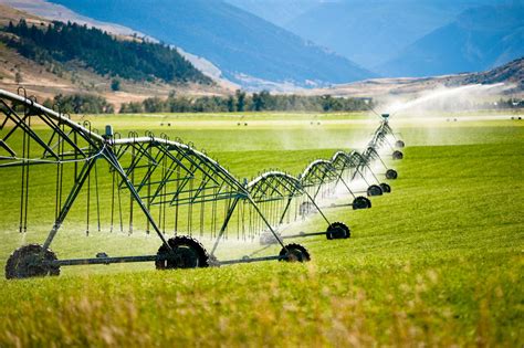 Watering and Irrigation Techniques for Optimal Growth