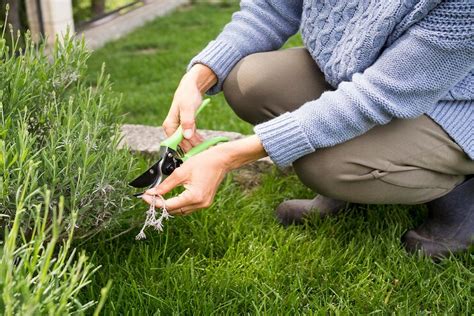 Weed Control 101: Maintaining a Weed-Free Yard