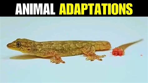 Weird and Wonderful Adaptations of Crimson Amphibians