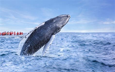 Whale-Watching Adventures: Experiencing the Sublime Grace of Majestic Gray Whales