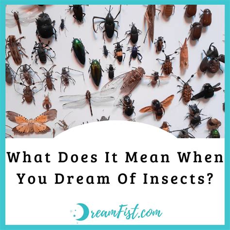 What Do Encounters with Insects in Dreams Reveal?