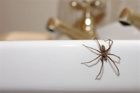 What Does a Spider in the Bathroom Represent?