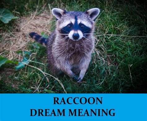 What Does it Mean to be Bitten by a Raccoon in a Dream?