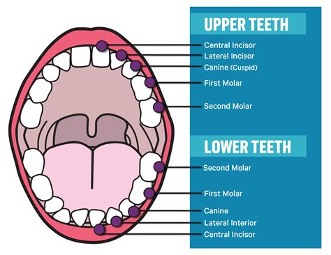 What Does the Enchantress of Incisors Do with All Those Pearly Whites?