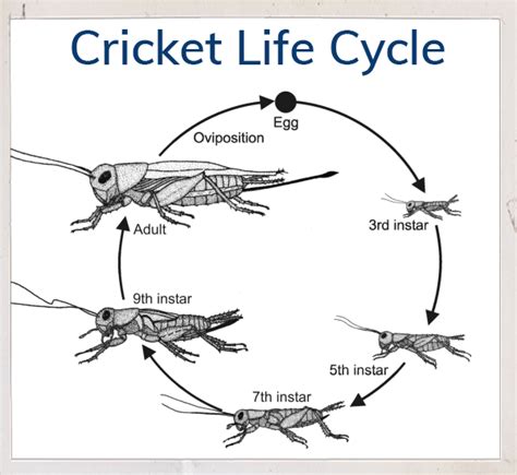 What Draws Crickets? Understanding the Factors