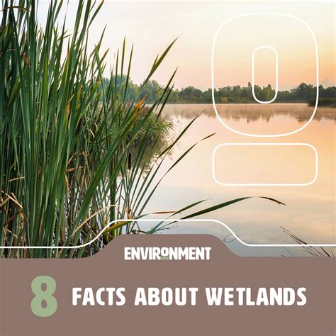 What Lies Beneath: The Fascinating World of Wetlands