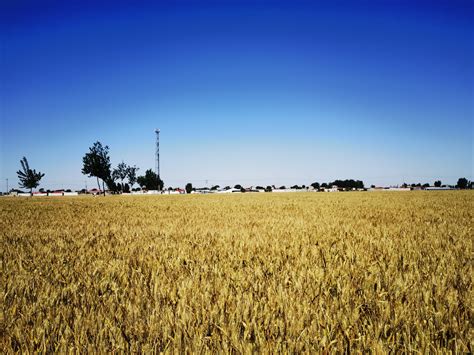 Wheat as a Symbol of Progress and Regeneration