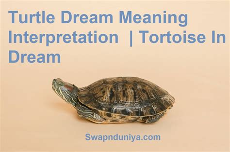 When Turtles Enter Your Dreams: Exploring Their Significance