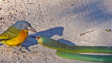 When Two Opposing Forces Collide: Exploring the Encounter between a Serpent and a Avian Creature