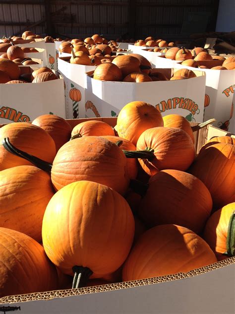 Where to Find Top-Quality Pumpkins