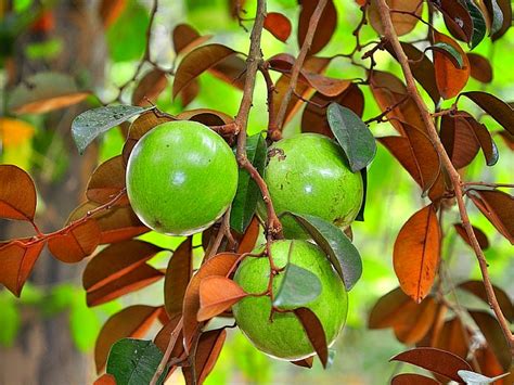 Where to Find the African Star Apple: Cultivation and Availability