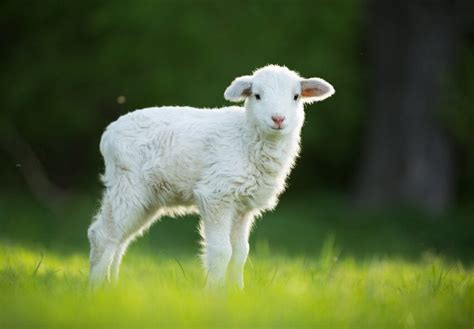 White Cattle as a Representation of Purity and Innocence