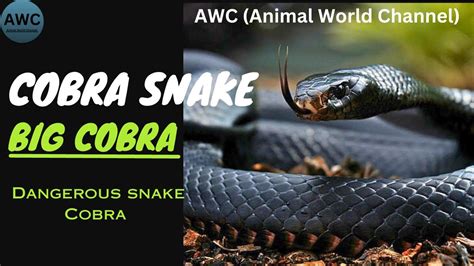 White Cobra: A Potent and Enigmatic Emblem