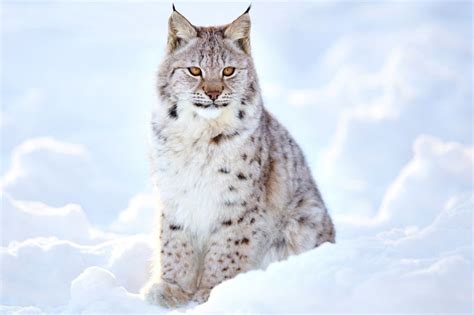 White Lynx: A Symbol of Wilderness and Freedom