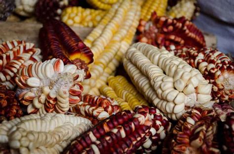 White Maize: A Cultural Staple Across the World