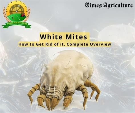 White Mites as Messengers: Insights into their Significance in Dream Interpretation