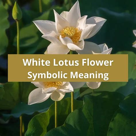 White in Nature: Exploring the Symbolic Meanings of White Flowers and Animals