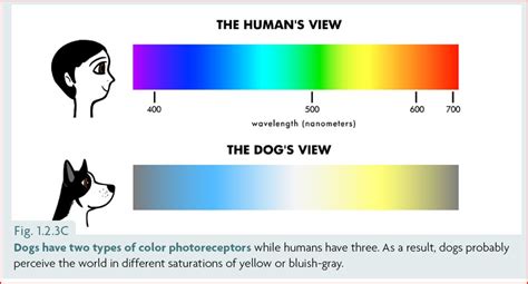 Why Do Certain Canines Return in Spectral Form?