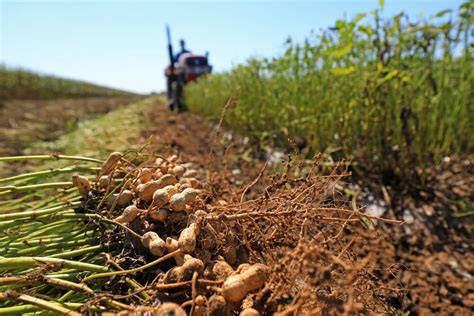 Why Investing in Groundnut Farming is a Wise Decision