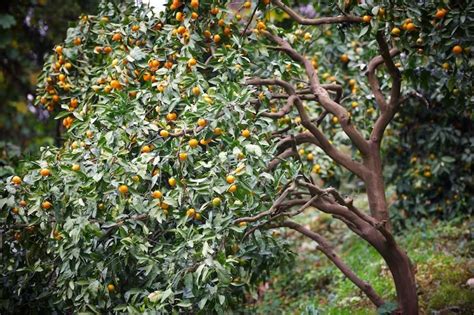 Why Mandarin Trees Are a Dream for Gardeners