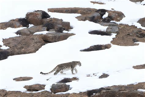 Wildlife Wonderland: Exploring the Flora and Fauna of the Enormous Pit