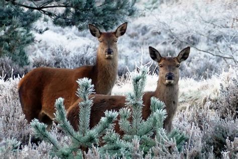 Winter Wildlife Encounters: Exploring the Flora and Fauna of the Season