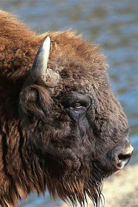 Witness the Breathtaking Sightings of Majestic Bison in their Untamed Habitat