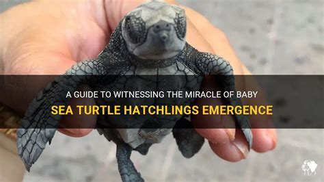 Witnessing Miracles: Emotional Encounters with the Emergence of Baby Sea Turtles