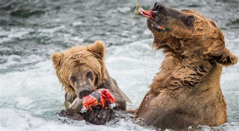 Witnessing the Magnificence: A Journey throughout the Slumbering Grizzly National Lakeshore