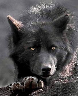 Wolves as a Symbol of Instincts and Intuition